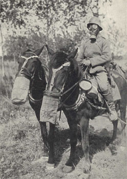 Chevaux avec leurs masques à gaz