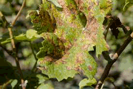 sultat de recherche d'images pour "mildiou de la vigne"