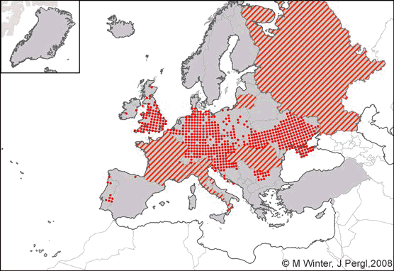 mbrosia artemisiifolia  distribution