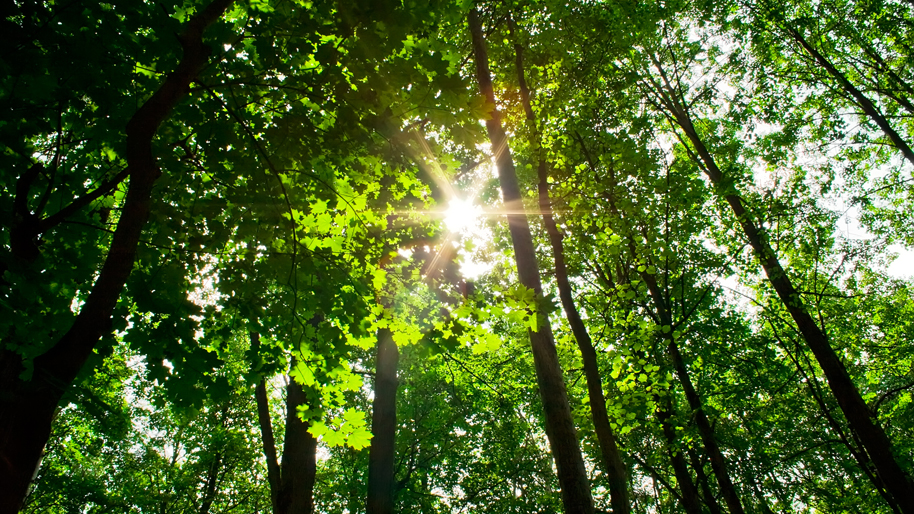 Rayon de soleil à tarvers des branches dans une forêt