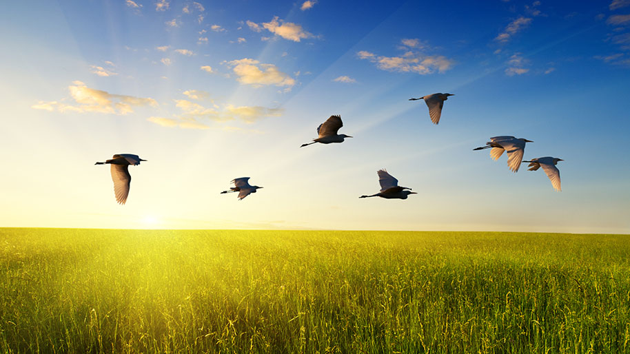 oiseaux en vol au dessus d'un champ